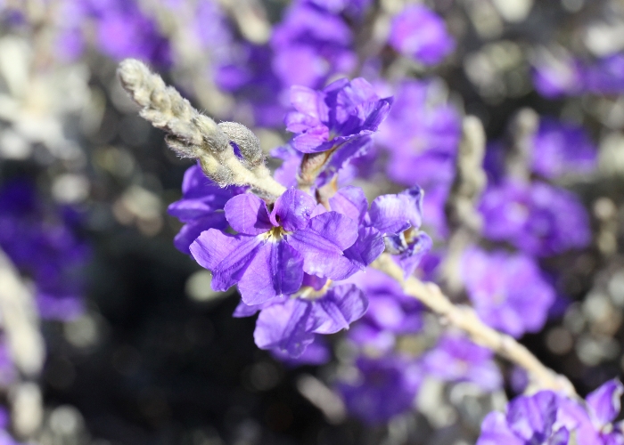 Western Australian Plants Goodeniaceae